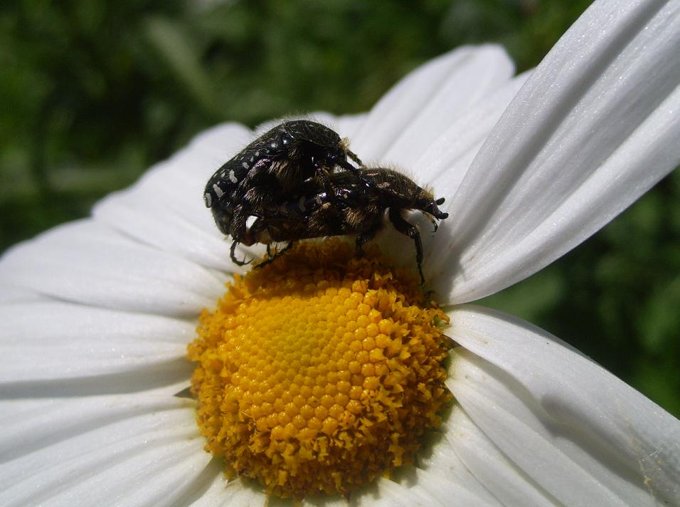 Coleotteri...in cerca d''autore